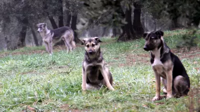 İstanbul Valiliği'nden Belediyelere Kesin Talimat: Sahipsiz Köpekler Kontrol Altına Alınacak