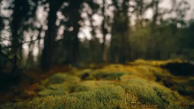 İsveç Ormanlarının Altında Devasa Karbon Deposu Keşfedildi