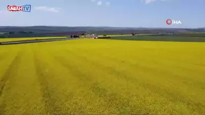 Tekirdağ'ın Kanola Tarlaları Baharla Sarıya Büründü: Kartpostallık Manzaralar
