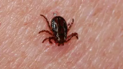 Tokat'ta Kene Isırması Sonucu 21 Yaşındaki Genç Hayatını Kaybetti