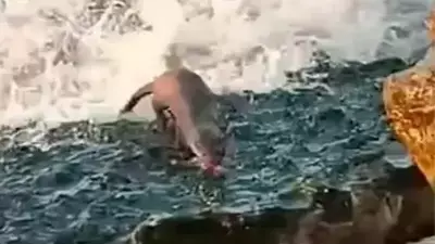 Çuhallı Çarşısı Sahilinde Su Samuru Görüntülendi: Vatandaşlar İlgiyle İzledi