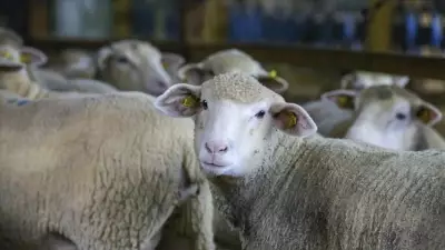 Yunanistan'da Hayvan Hastalığı Alarmı: 2.655 İşletme Etkilendi