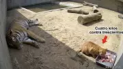 4 Kiloluk Kedi, 300 Kiloluk Kaplanı Haraca Bağladı!