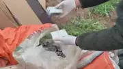 Aksaray'da Çuvalda 11 Bin 200 Uyuşturucu Hap Yakalandı, 3 Kişi Tutuklandı