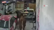 Ankara'da ahırdan kaçan danalar oto tamirciyi bastı, o anlar kamerada
