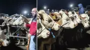 Şarkışla Kurban Pazarında Pazarlıklar Geceye Kadar Sürüyor