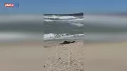 Arnavutköy Karaburun Sahili'nde Erkek Cesedi Bulundu
