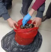 Bursa ve Balıkesir'de Sofralara Ulaşmadan Yakalandı: 10 Ton Kaçak Midye Ele Geçirildi