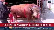 Bursa'da 1,4 Tonluk Kurbanlık Tosun 580 Bin TL'ye Satışa Sunuldu