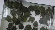 Denizli'de Petshop Denetimi: Yasaklı Türlere El Konuldu