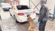 Diyarbakır'da Narkotik Köpeği Zero'dan Tam İsabet: 6 Kilo 660 Gram Kokain Ele Geçirildi