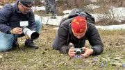 Dünyada Sadece Kartepe'de Yetişen Keltepe Çiğdemi Gün Yüzüne Çıktı