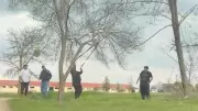 Eskişehir'de Mangal İçin Ağaç Dalı Kırmaya Çalışan Grubun Görüntüleri Tepki Topladı