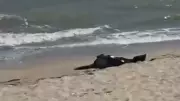 Karaburun Sahili'nde Erkek Cesedi Bulundu