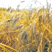 Karakılçık Buğdayı: Sağlıklı ve Lezzetli Bir Alternatif