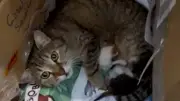 Maskot Kedi Neva, Yavrularını Okula Emanet Etti: Duygulandıran Anlar