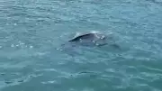 Rize'de Amatör Balıkçıların Karşısına Nadir Deri Sırtlı Deniz Kaplumbağası Çıktı
