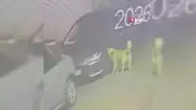 Üsküdar'da Sokak Köpekleri Sürüsü Araçlara ve Vatandaşlara Saldırdı