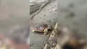 Tekirdağ'da ölü caretta caretta sahile vurdu