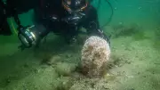 Tuzla Sahillerinde Deniz Çayırı ve Pinalara Bilimsel Takip Başlatıldı