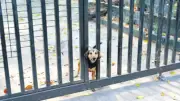 Zincirsiz Köpek Saldırısı: Sahibine 2 Milyon TL Tazminat Cezası