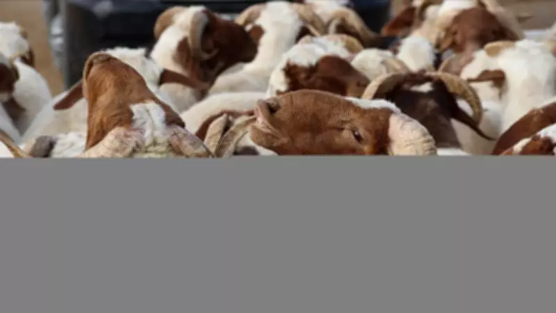 2026 Kurban Bayramı ne zaman? Bayram tatili 9 gün oldu mu?