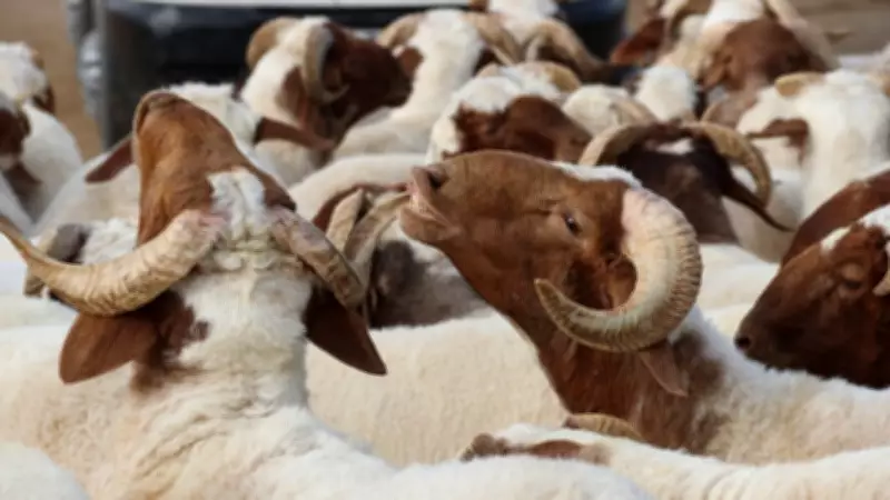 2026 Kurban Bayramı Tarihi: Ne Zaman, Kaç Gün Kaldı ve Tatil Süresi