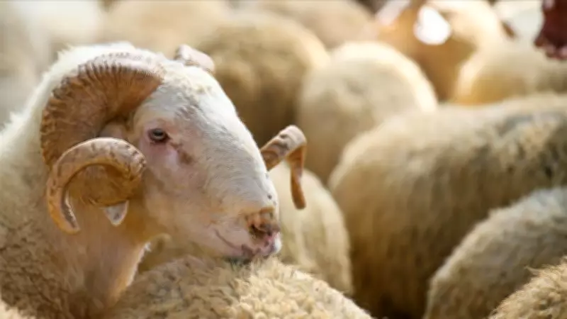 2026 Kurban Bayramı tatili 9 gün oldu mu? Bayram ne zaman başlıyor?