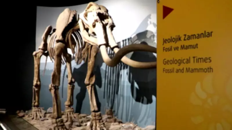 500 Bin Yıllık Mamut Fosilinin Sergilendiği Müzeye 100 Bin Ziyaretçi