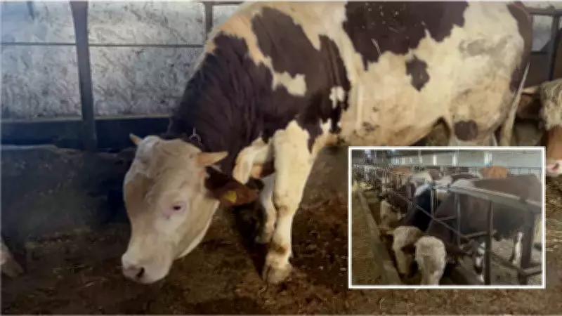 600 kiloluk Simental boğa Varto 250 bin TL'ye satışa çıkarıldı