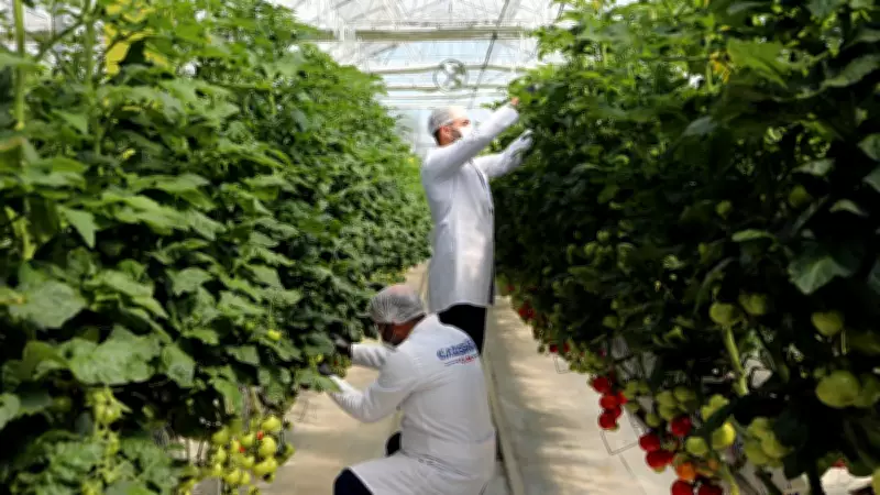 65 yaş üstüne ücretsiz çilek ve domates! Yıllık 20 ton hasat