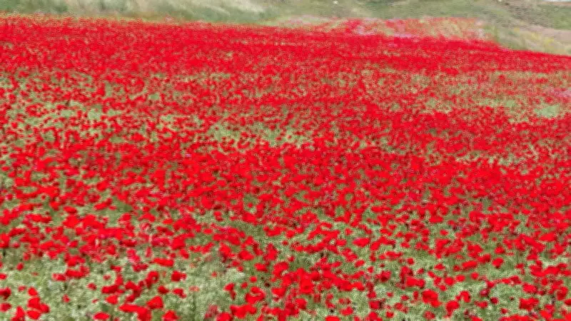 Adıyaman'da Nohut Tarlaları Gelinciklerle Kırmızıya Büründü