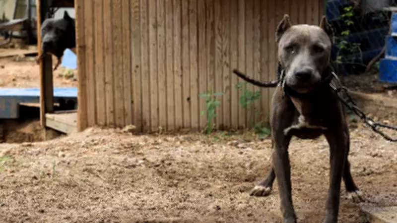 Almanya'da köpek sahiplerine ağır cezalar: 25 bin euroya kadar para cezası