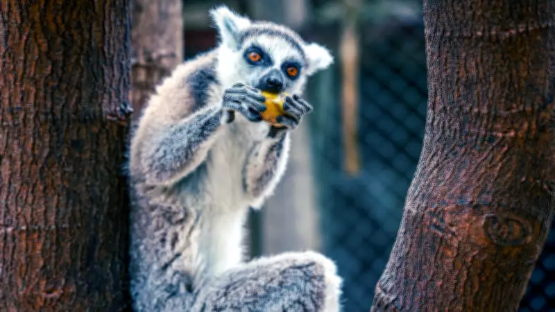 Antalya Doğal Yaşam Parkı'nın Yeni Üyesi: Minik Lemur Zabumafu