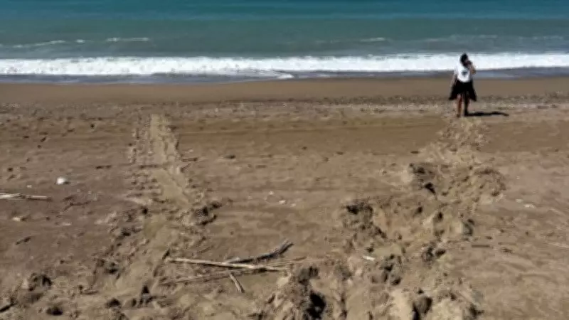 Antalya'da caretta carettalar yumurta bırakmaya başladı