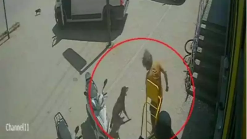 Antalya'da kediye basıp köpeği tekmeledi, gözaltına alındı