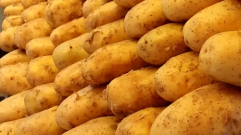 Avrupa'da Patates Krizi: Fiyatlar Yüzde 705 Arttı, Rekor Hasat Stokları Eritiyor