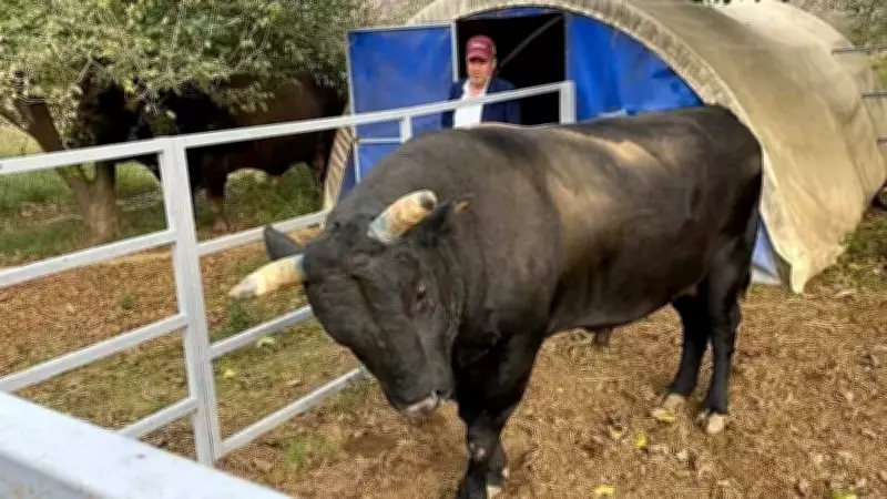 Aydın'da boğa saldırısında yaralanan yetiştirici 51 gün sonra hayatını kaybetti