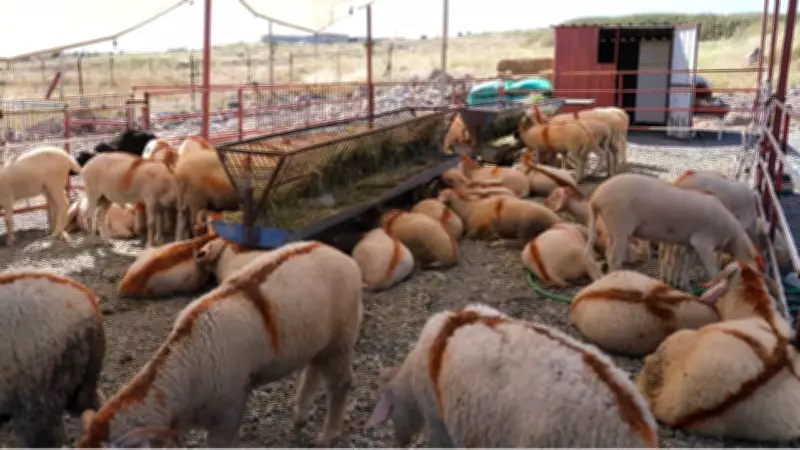 Ayvalık Belediyesi Canlı Hayvan Pazarı'nı Hizmete Açtı