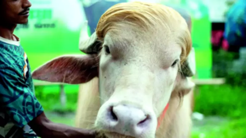 Bangladeş'te 700 Kilogramlık Albino Trump Balığı Şaşkınlık Yarattı