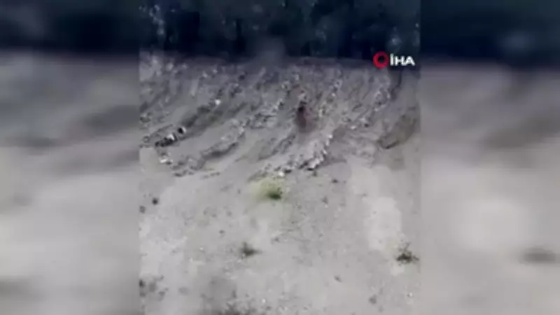 Bilecik'te yamaçtan kayan ayı görenleri gülümsetti