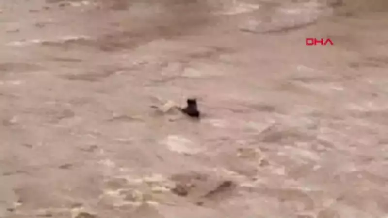 Bingöl'de akıntıya kapılan atın kurtuluş anı kamerada