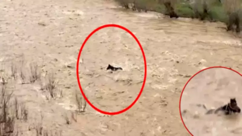 Bingöl'de Peri Çayı taştı, akıntıya kapılan at ölümden döndü