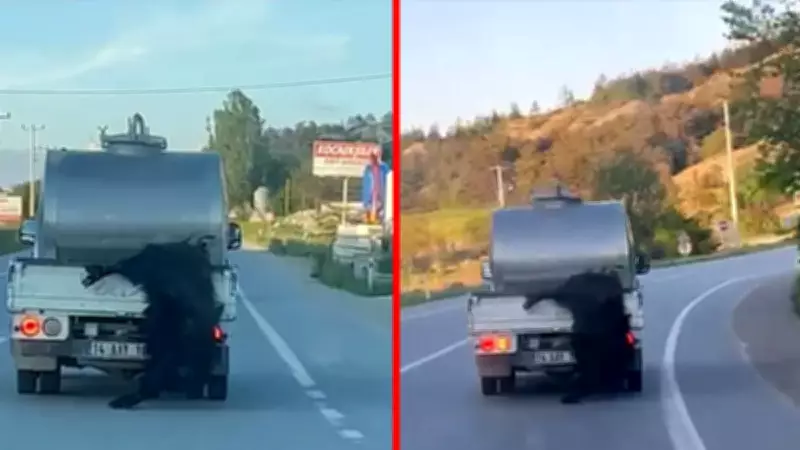 Bolu'da skandal: Kurbanlık hayvanı aracın arkasına bağlayıp sürükledi