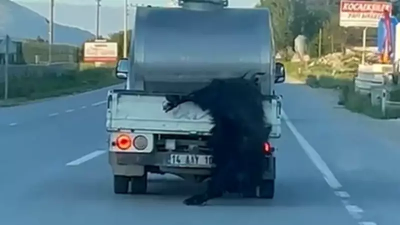 Bolu'da süt aracıyla canlı kurbanlık taşıyan sürücüye 31 bin lira ceza