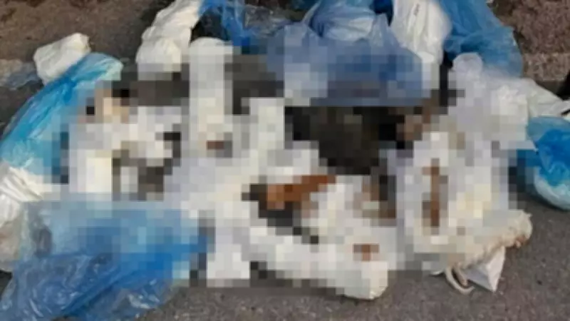 Buca'da 33 Kedi Ölümü: Veteriner Hakan E. Yeniden Gözaltına Alındı