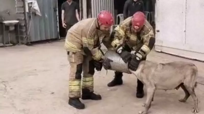 Bursa'da hamile köpek itfaiyenin hassas müdahalesiyle kurtarıldı
