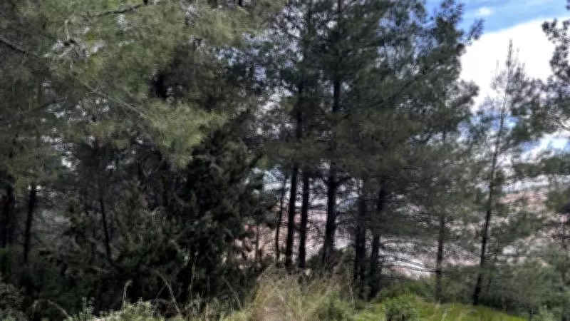 Danıştay'dan Akbelen'de acele kamulaştırmaya yürütmeyi durdurma kararı