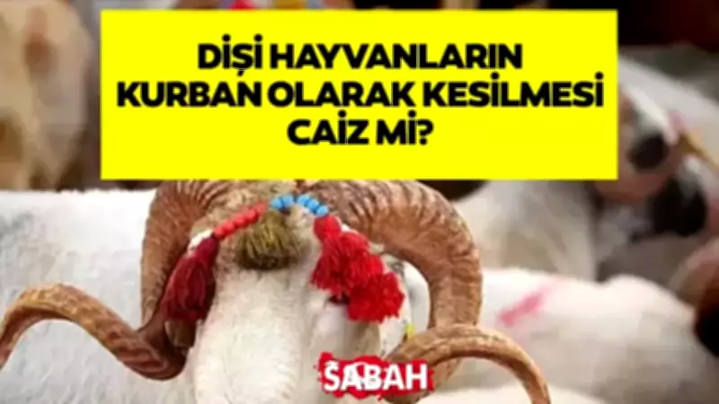Diyanet Açıkladı: Dişi Hayvanların Kurban Olarak Kesilmesi Caiz mi?
