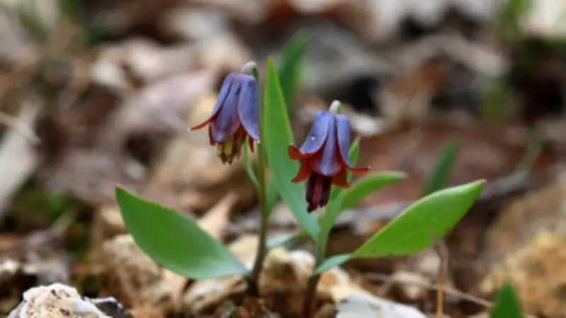 Diyarbakır'da Yeni Ters Lale Türü Keşfedildi: Fritillaria bercemiae
